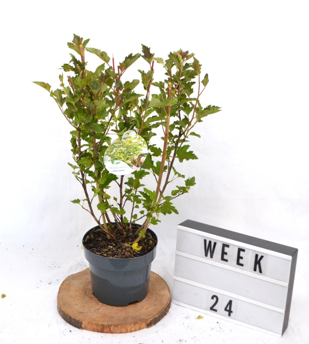 Physocarpus opulif. 'Little Leena' - C3 20-40 CM